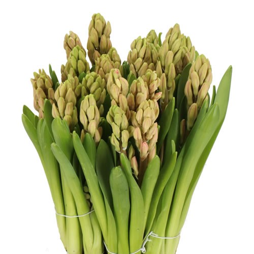 HYACINTHS PINK PEARL