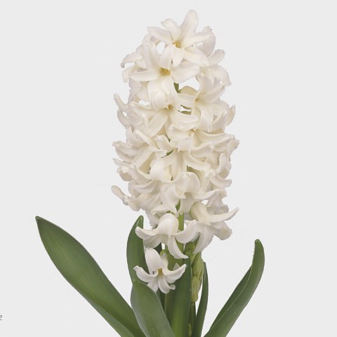 HYACINTHS POLAR GIANT