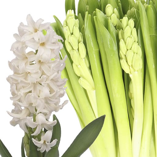 HYACINTHS POLAR GIANT