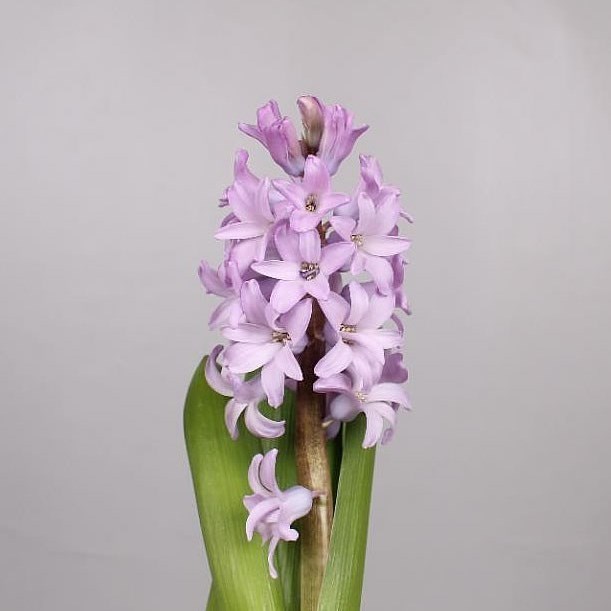 HYACINTHS PURPLE STAR
