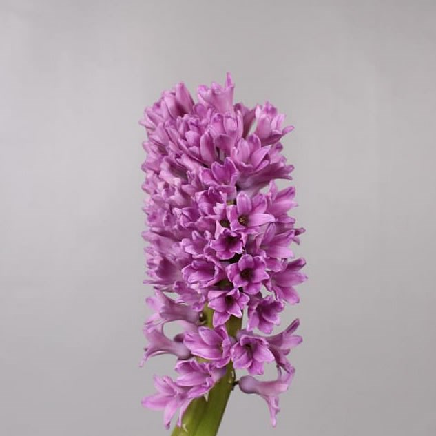 HYACINTHS PURPLE VOICE