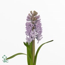 HYACINTHS TOP HIT