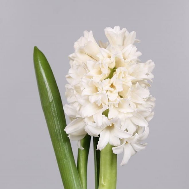 HYACINTHS TOP WHITE