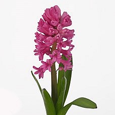 HYACINTHS VUURBAAK
