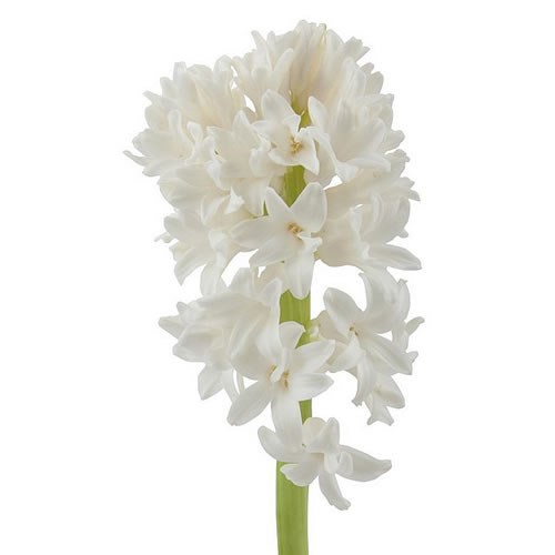 HYACINTHS WHITE KING
