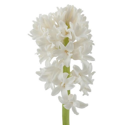 HYACINTHS WHITE KING