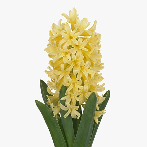 Yellow hyacinth discount