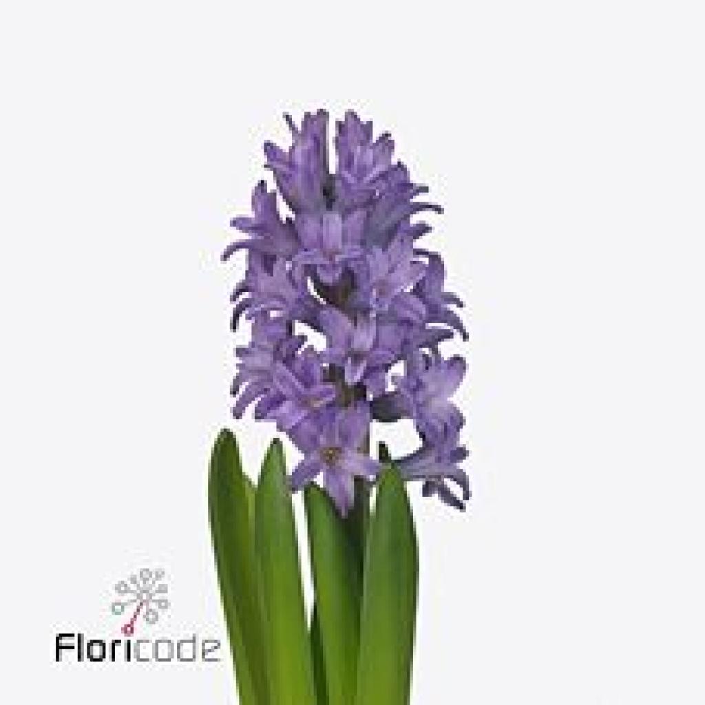 HYACINTHS AMARANTA
