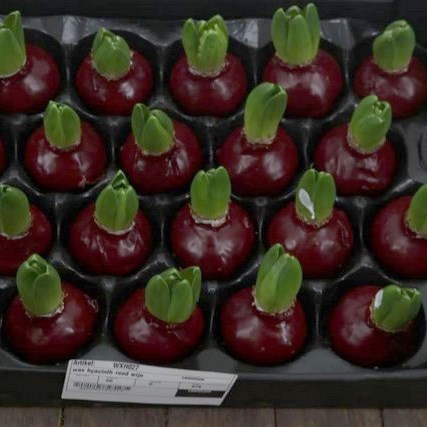 HYACINTHS BULBS - WAXED BURGUNDY