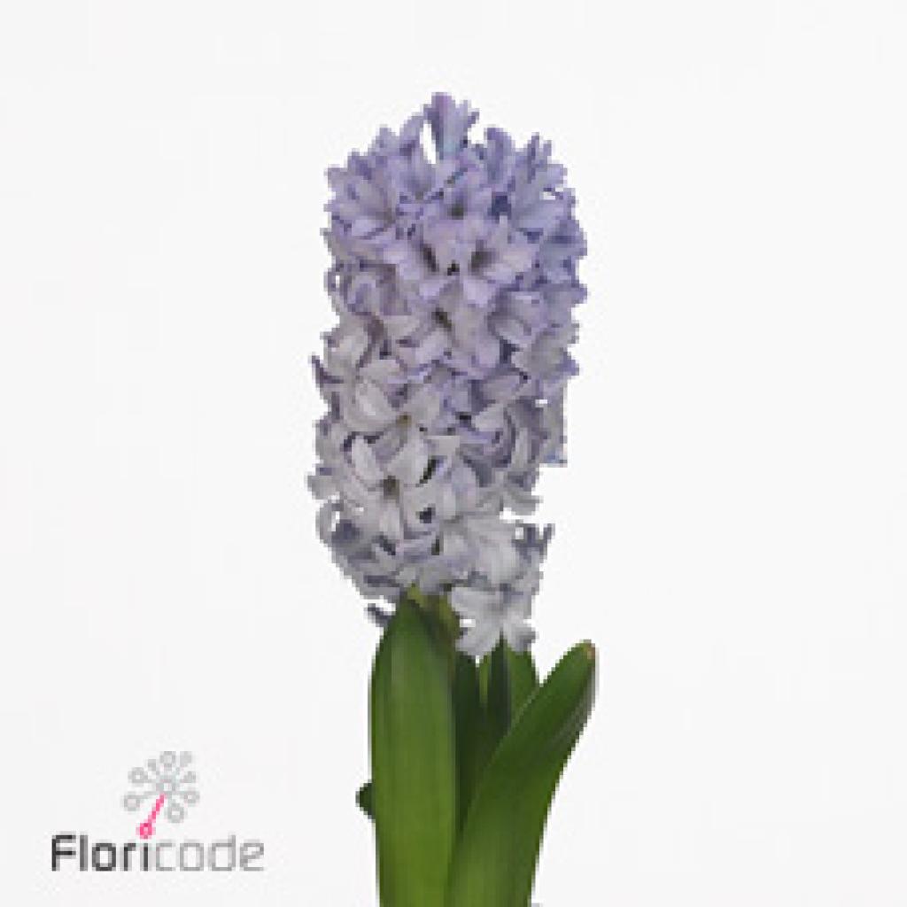 HYACINTHS CARIBBEAN PRINCE
