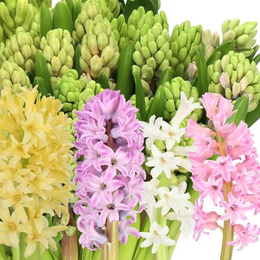 HYACINTHUS EASTER MIX