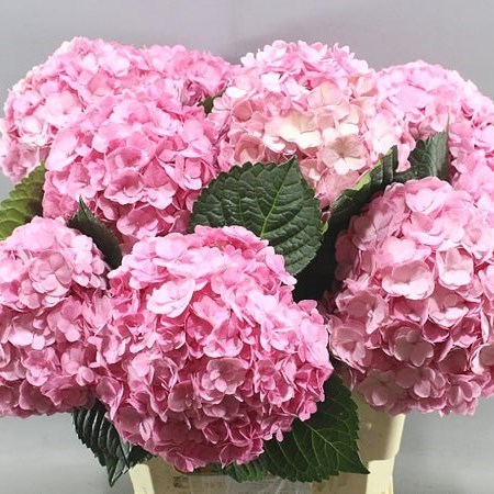 HYDRANGEA ADORA