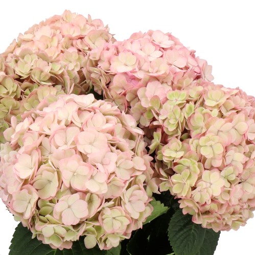 HYDRANGEA ADORA CHAMPAGNE CLASSIC