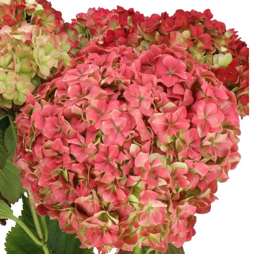 HYDRANGEA ADORA VUURBAAK CLASSIC 