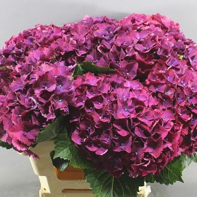 HYDRANGEA ALLEGRETTO