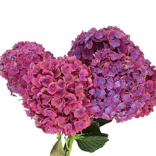 HYDRANGEA AMBER 60cm | Wholesale Dutch Flowers & Florist