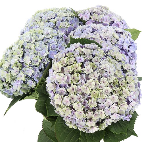 HYDRANGEA BEAUTENSIA LUXOR LAVENDER CLASSIC 