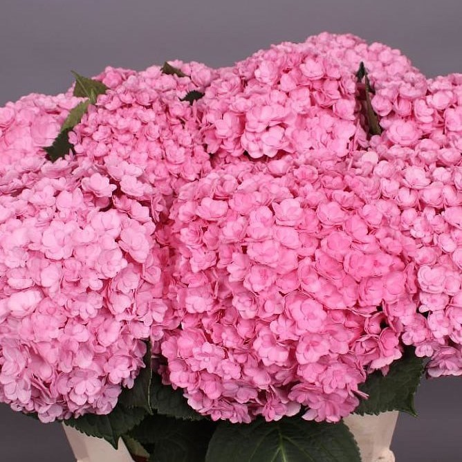 Hydrangea Wholesale Flowers UK Wedding Flowers Triangle Nursery