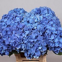Hydrangea bela blue