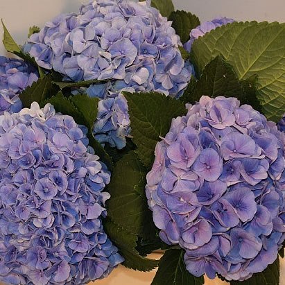 HYDRANGEA BLINK BLUE