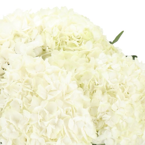 HYDRANGEA CANNONBALL