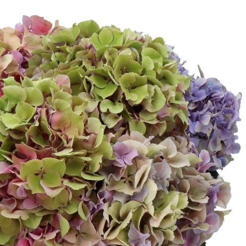 HYDRANGEA CASSANOVA CLASSIC