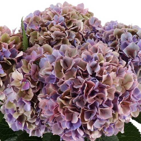 HYDRANGEA CASSANOVA LAVENDER/GREEN CLASSIC