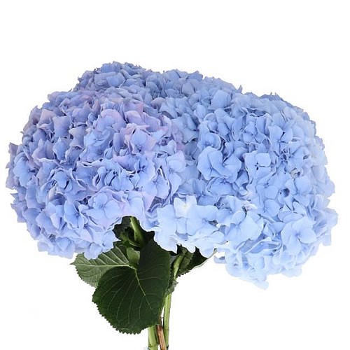 HYDRANGEA CHALLENGE