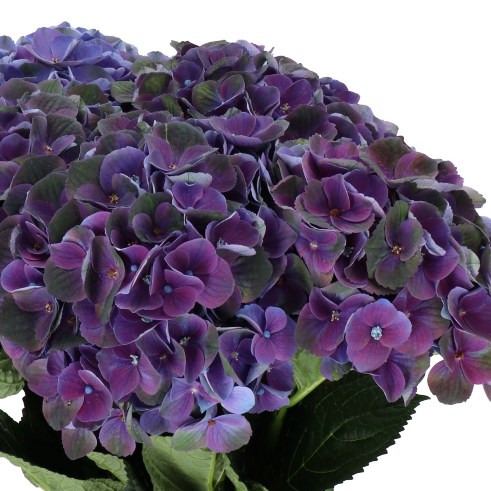 HYDRANGEA CHARLOTTE DARK PURPLE