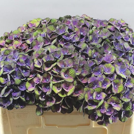 HYDRANGEA CHARLOTTE PURPLE