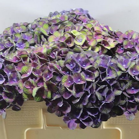 HYDRANGEA CHARLOTTE PURPLE