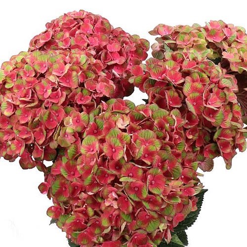 HYDRANGEA CHARLOTTE RED