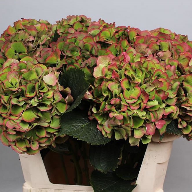 HYDRANGEA CLASSIC GREEN