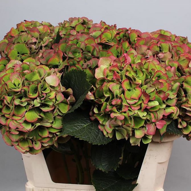 HYDRANGEA CLASSIC GREEN