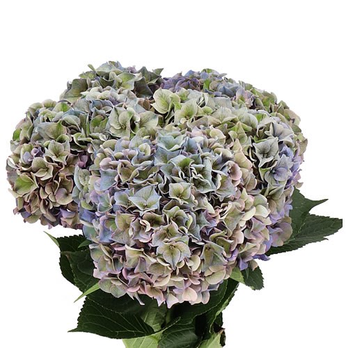 Hydrangea4937　0202 HYDRANGEA CLASSIC RODEO GREY 60cm | Wholesale Dutch Flowers