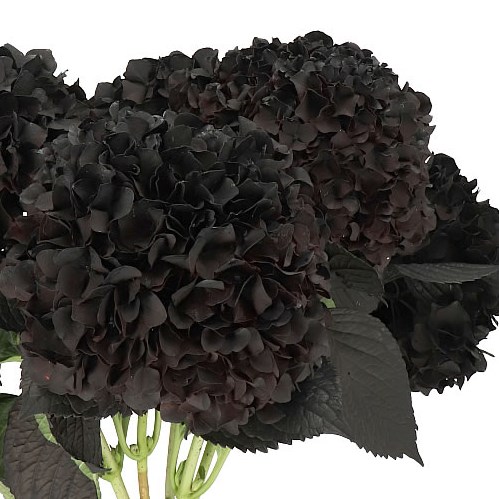 HYDRANGEA DYED BLACK