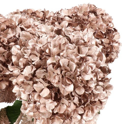 HYDRANGEA DYED CHAMPAGNE