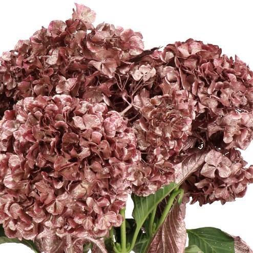 HYDRANGEA DYED ROSE GOLD