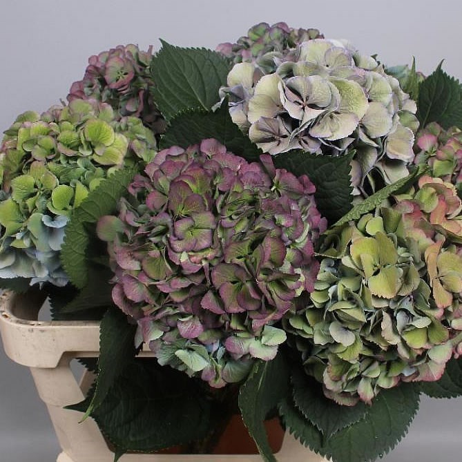 Hydrangea Wholesale Flowers UK Wedding Flowers Triangle Nursery