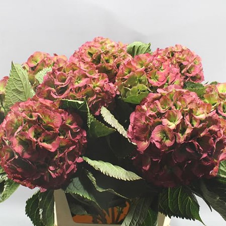 Pink Rodeo Hydrangea HYDRANGEA RODEO CLASSIC PINK 50cm | Wholesale Dutch Flowers & Florist ...