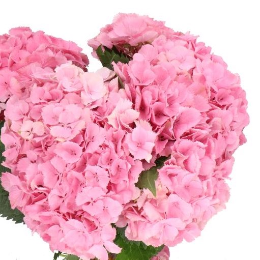 HYDRANGEA ELBTAL PINK
