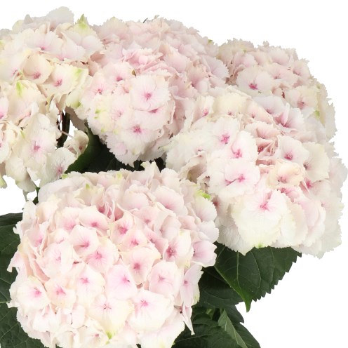 HYDRANGEA EMERALD LIGHT PINK
