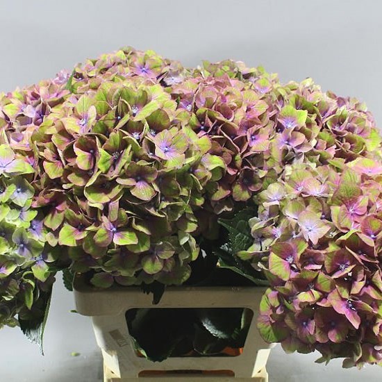 Hydrangea Wholesale Flowers UK Wedding Flowers Triangle Nursery