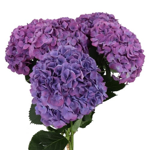 HYDRANGEA FABULOUS DEVINE