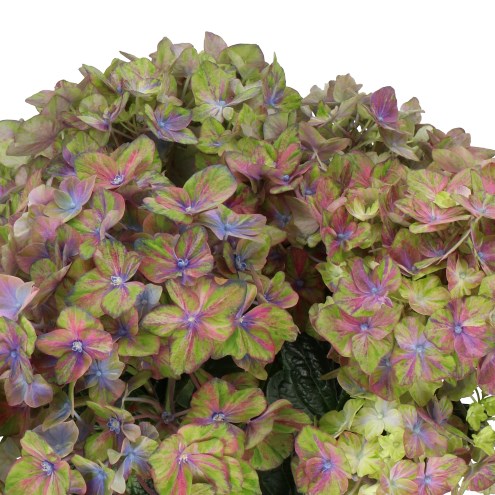 HYDRANGEA FESTIVAL