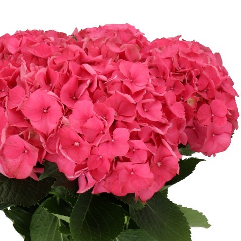 HYDRANGEA GLOWING ALPS DARK PINK