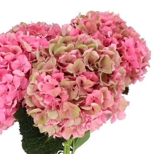 HYDRANGEA GLOWING ALPS PINK CLASSIC