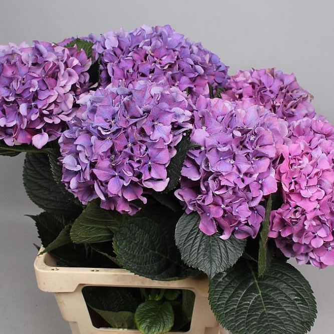 HYDRANGEA GLOWING ALPS PURPLE