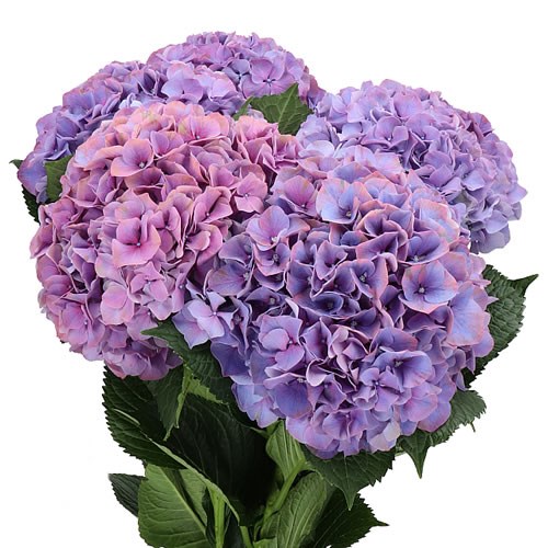 HYDRANGEA GLOWING ALPS PURPLE