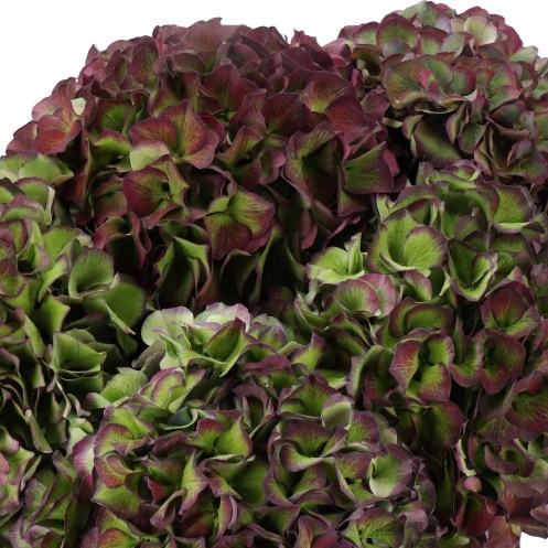 HYDRANGEA GLOWING ALPS PURPLE/GREEN CLASSIC